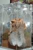 Filename=Regalis8.jpg
Filesize=578KB
Dimensions=680x1024
Date added=May 24, 2008 Regalis8.jpg
